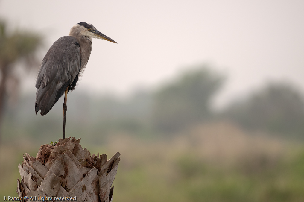 Great Blue Heron in the Morning   Viera Wetlands, Florida 