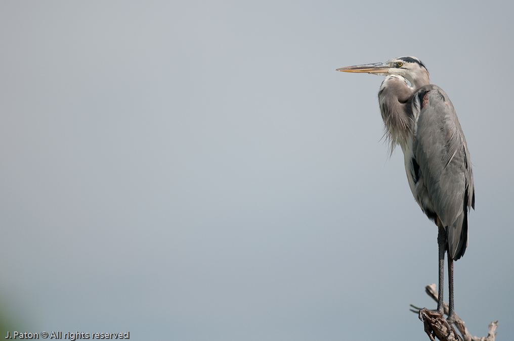 Great Blue Heron (Future Wallpaper)   Biolab Road, Merritt Island National Wildlife Refuge, Florida 