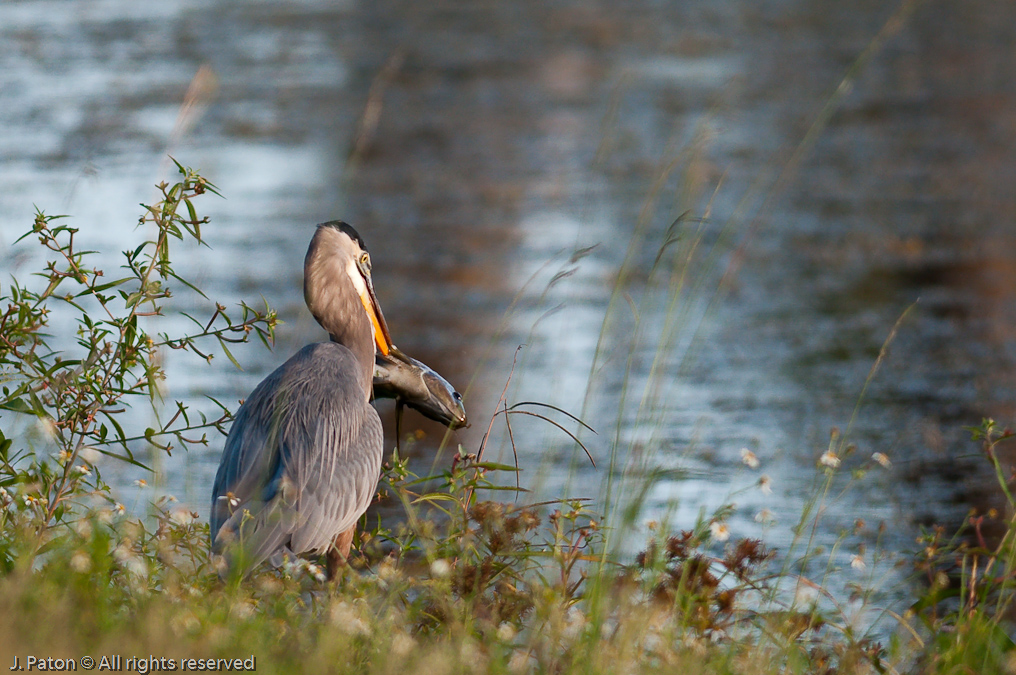 Great Blue Heron and Fish   Viera Wetlands, Florida 