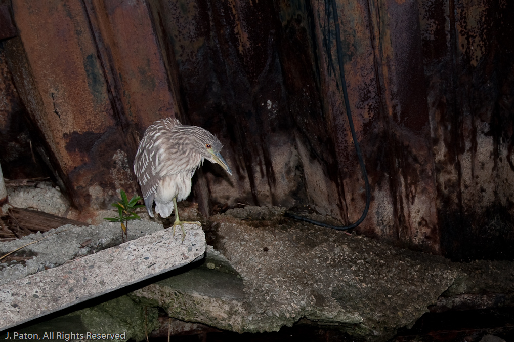 Immature Black-Crowned Night Heron?   Savannah, Georgia 