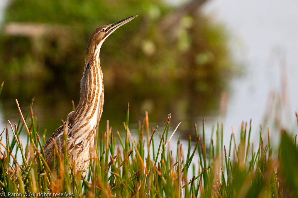 American Bittern   Viera Wetlands, Florida 