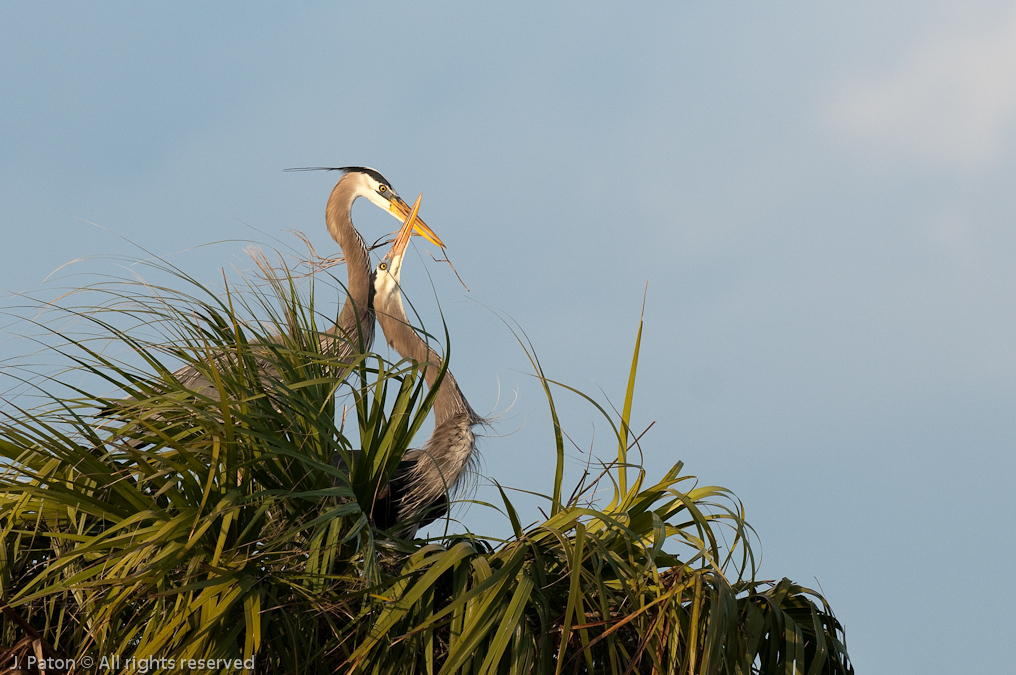 Nesting Time   Viera Wetlands, Florida