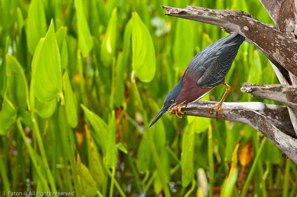 Green Heron   Viera Wetlands, Florida