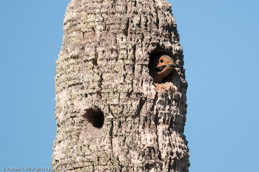 Northern Flicker   