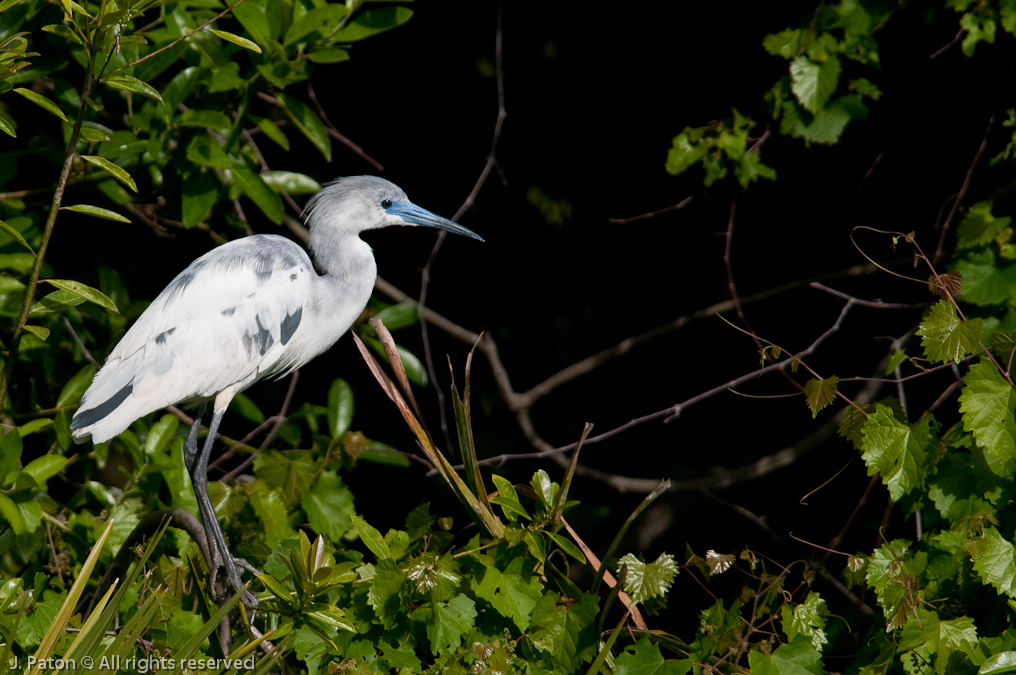 Immature Little Blue Heron   Gatorland, Kissimmee, Florida